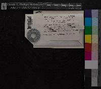 Media resource of Dicranum ontariense