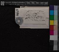 Media resource of Dicranum tauricum