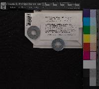 Media resource of Didymodon nicholsonii