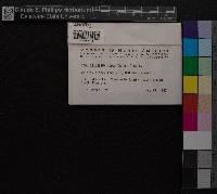 Discelium nudum image