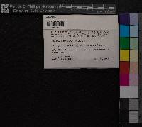 Discelium nudum image