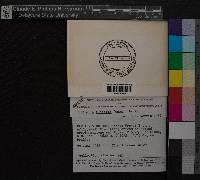 Media resource of Duthiella flaccida