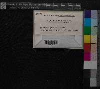 Media resource of Entodon challengeri