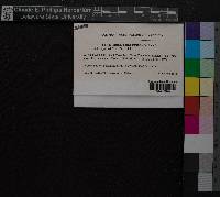 Entodon concinnus image
