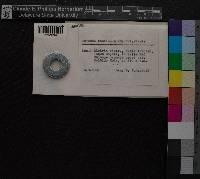 Entodon concinnus image