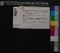 Media resource of Entodon hampeanus