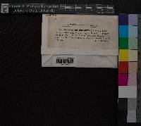 Media resource of Entodon orthocarpus