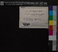 Media resource of Entodon rubicundus