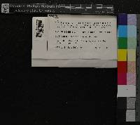 Fissidens bushii image