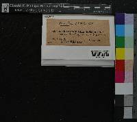 Fissidens dubius image