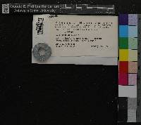 Fissidens reesei image
