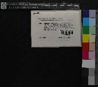 Media resource of Fontinalis squamosa