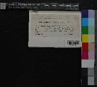 Media resource of Geheebia gigantea