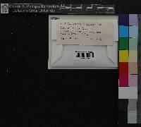 Media resource of Grimmia atrata