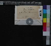 Grimmia elatior image