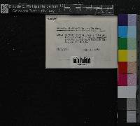 Media resource of Grimmia elatior