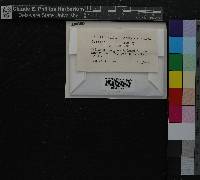Grimmia funalis image