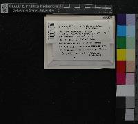 Grimmia hartmanii image