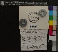 Media resource of Heteroscyphus coalitus