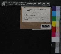 Hygroamblystegium tenax image
