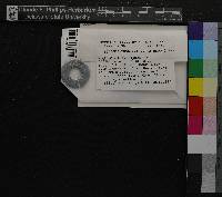 Hygroamblystegium tenax image