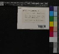 Hylocomiastrum umbratum image