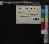 Hylocomiastrum umbratum image