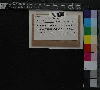 Image of Hypnum plicatulum