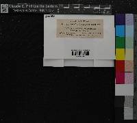 Image of Hypnum riparium