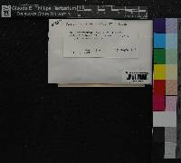 Jamesoniella autumnalis image