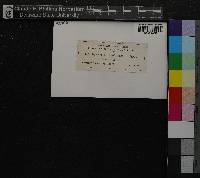 Media resource of Cololejeunea macounii