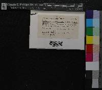 Media resource of Leptoscyphus expansus