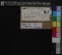 Leskea polycarpa image