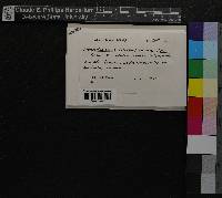 Media resource of Lophocolea muricata
