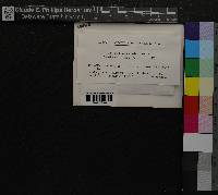 Lophozia collaris image