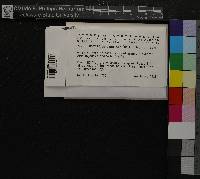 Media resource of Lorentziella imbricata
