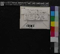 Media resource of Marchantia alpestris