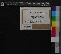 Media resource of Marchantia paleacea