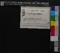 Media resource of Metacalypogeia cordifolia