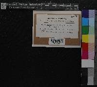 Media resource of Thysananthus humilis