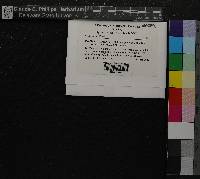 Media resource of Mastigophora diclados