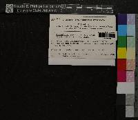 Oncophorus virens image