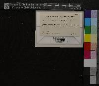 Oncophorus virens image