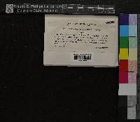 Oncophorus virens image