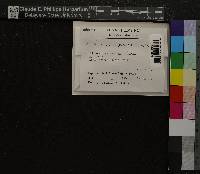 Oncophorus virens image