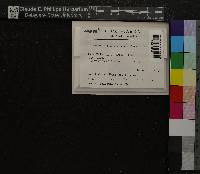 Oncophorus virens image