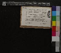 Oncophorus virens image