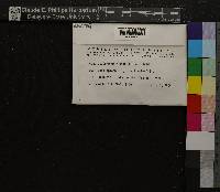 Oncophorus virens image