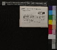 Oncophorus virens image