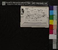 Oncophorus virens image